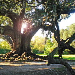 This tree is massive! The trunk is about 8 feet wide.