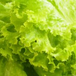 lettuce