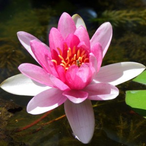 lotus-yoga