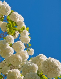 White Flowers