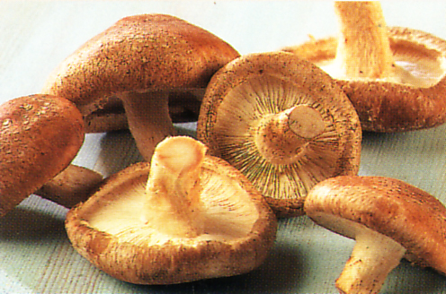 Shiitake mushrooms recipes