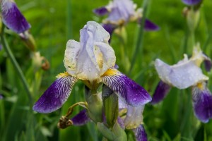 irises2